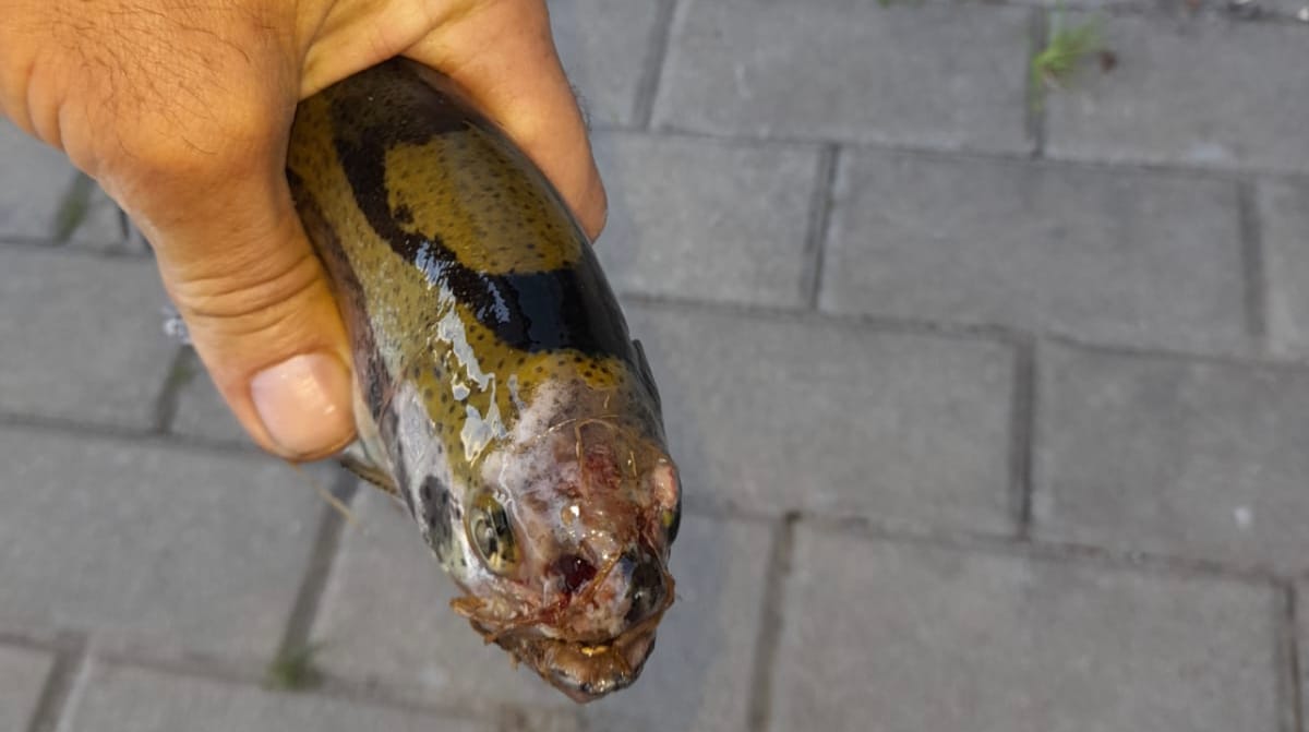 Păstrăvi bolnavi folosiți la zacusca de pește de către patronul păstrăvăriei Bolloga! Și despre țeapa Austria Bio Garantie