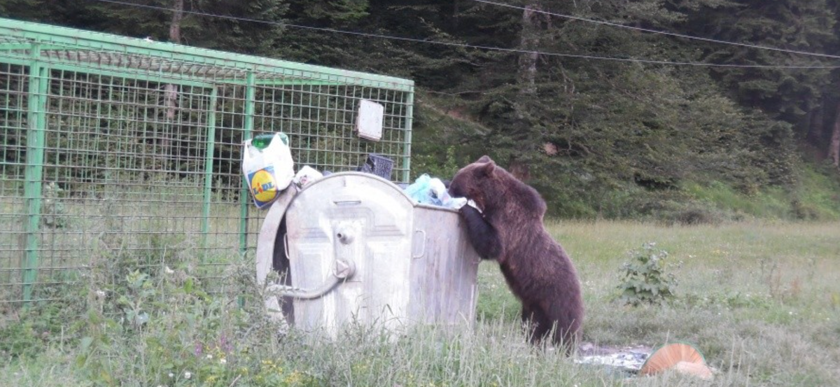 Ursulețul Arthur are în România 7000 de frățiori care au ucis și mutilat sute de români și sute de mii de animale. Cealaltă parte de adevăr pe care ONG-urile #rezist nu v-o spun