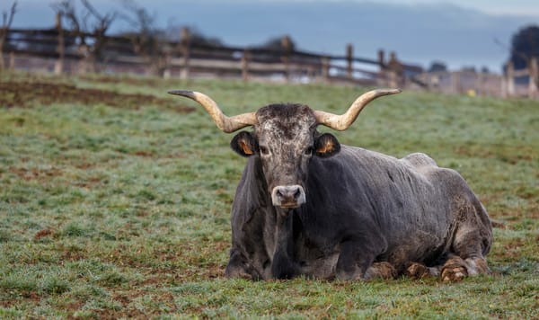 Despre legea defăimării. Sunteți niște boi, dar niște boi superbi